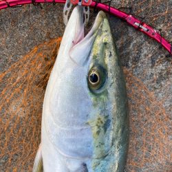 ブリ2枚釣れました