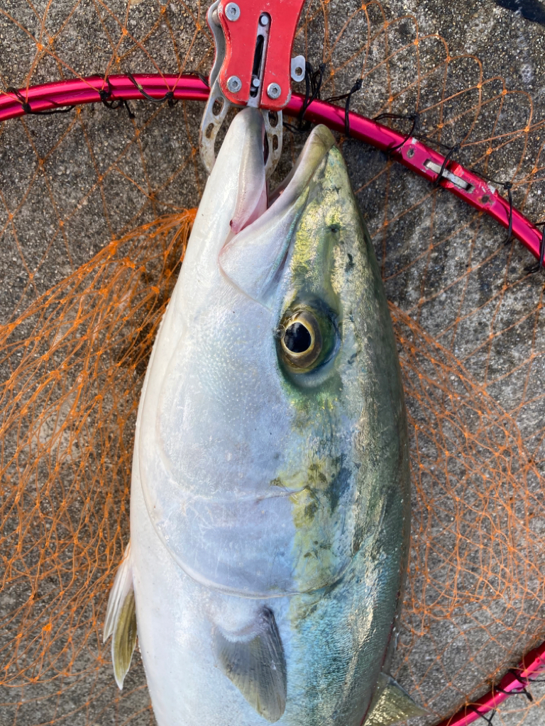 ブリ2枚釣れました