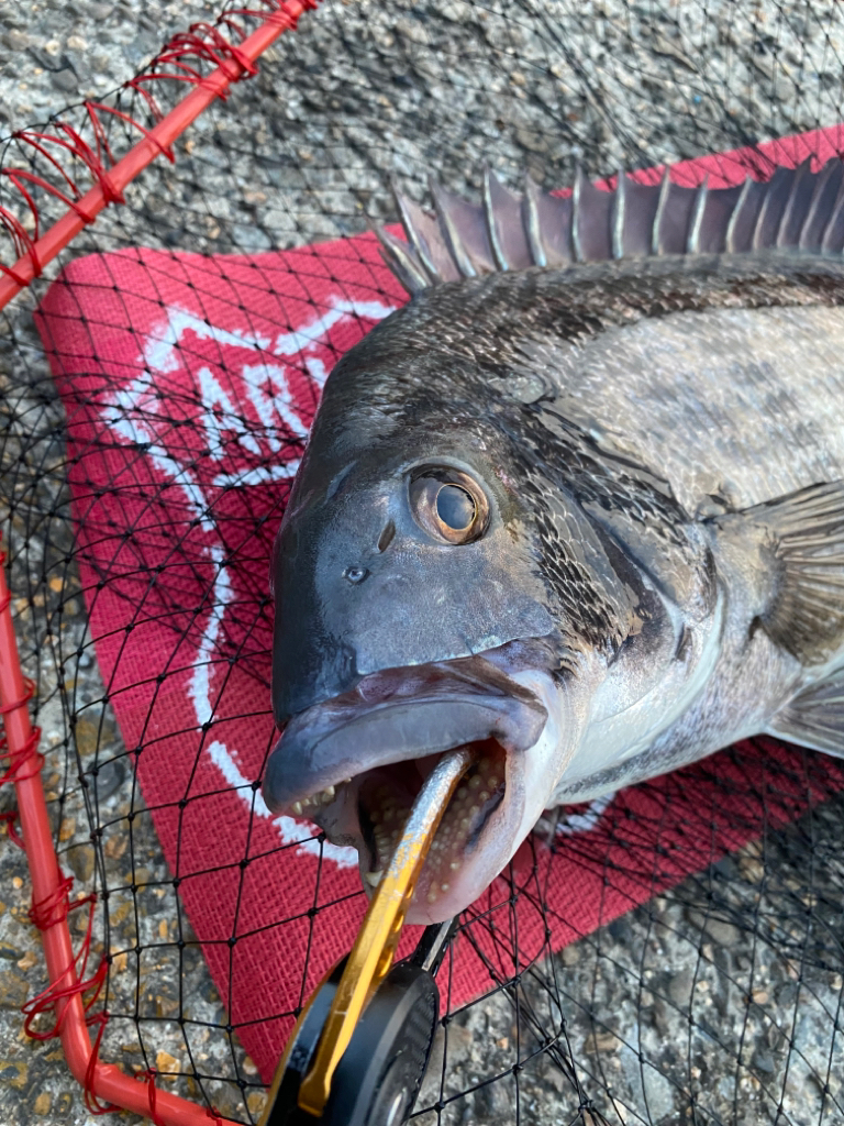 ヘチってきました