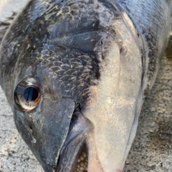 寒の戻りでエビ撒きしました