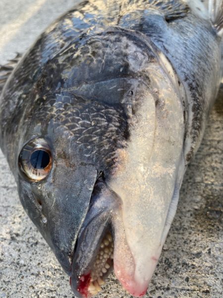 寒の戻りでエビ撒きしました