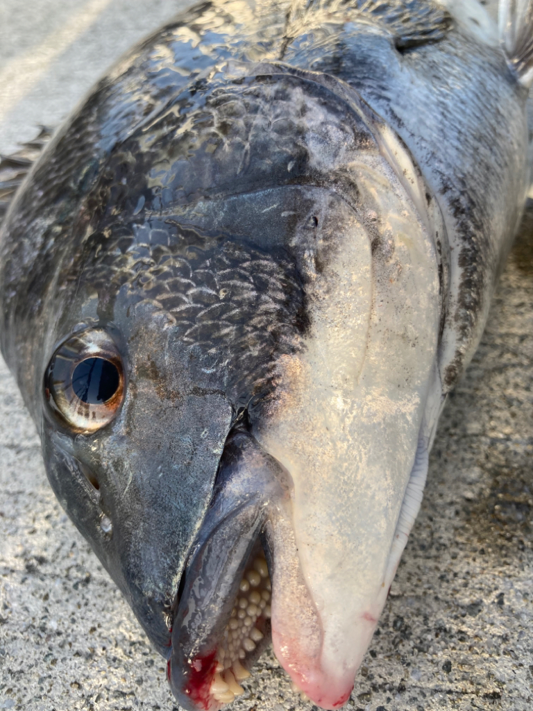 寒の戻りでエビ撒きしました