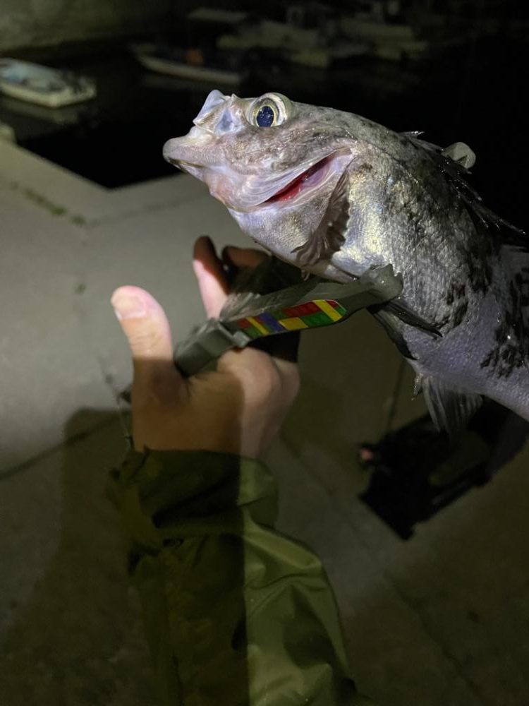 夕まずめフロート