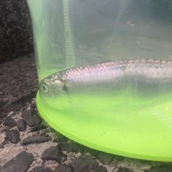 カタボシイワシ？