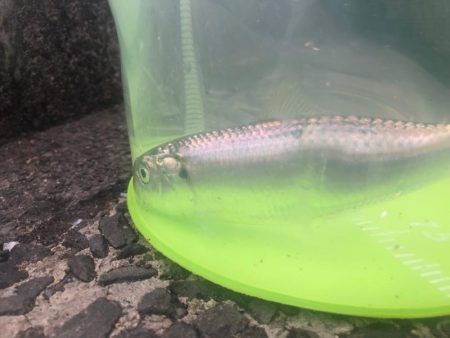 カタボシイワシ？