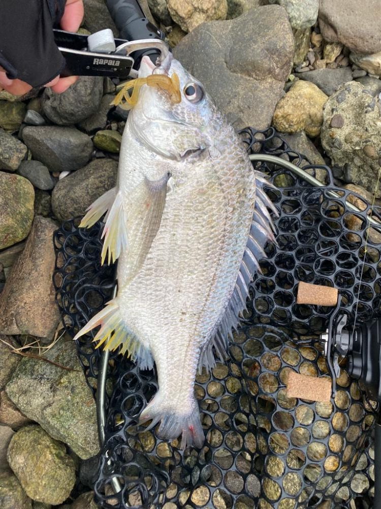 チニング  所により入れ食い