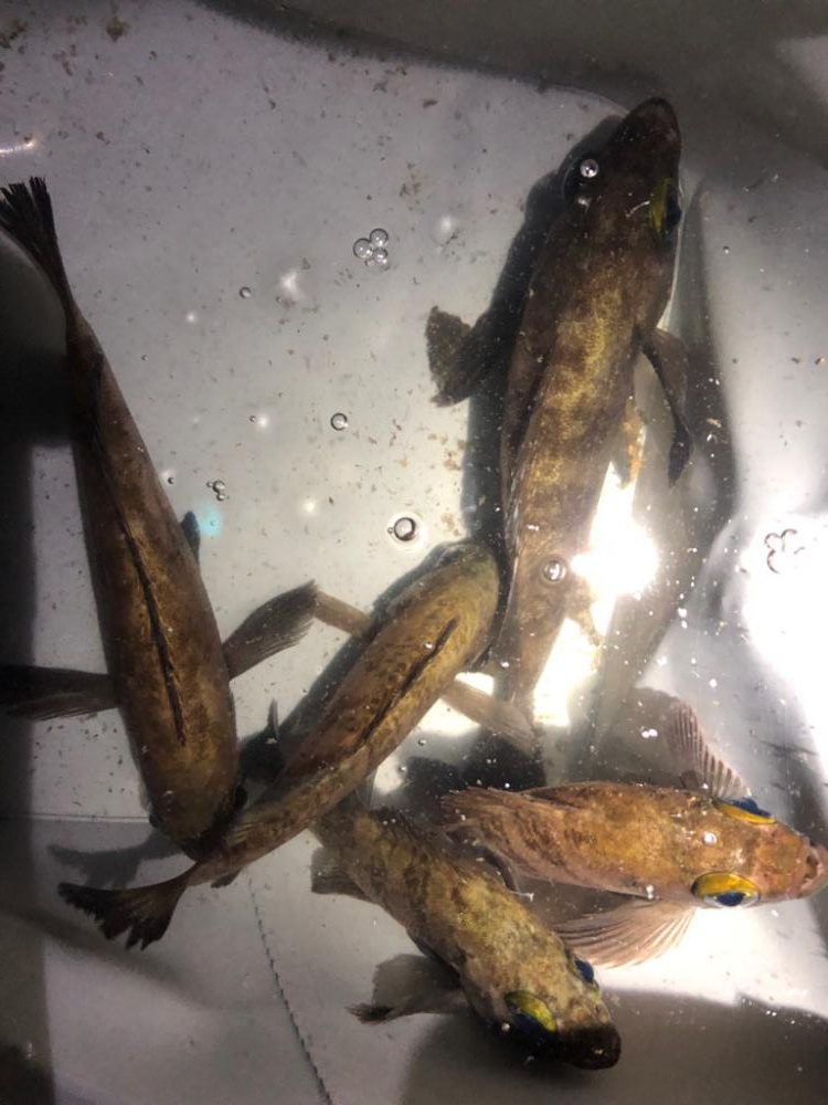 雨のメバリング