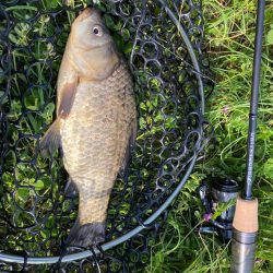 近所でフナ釣り