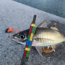 カマシング後に