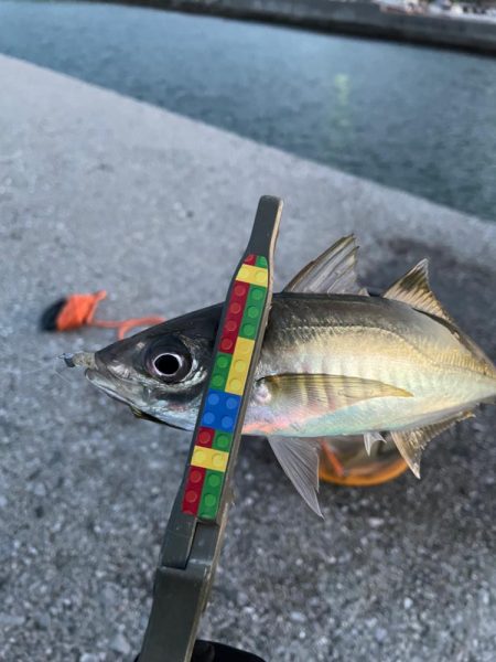 カマシング後に