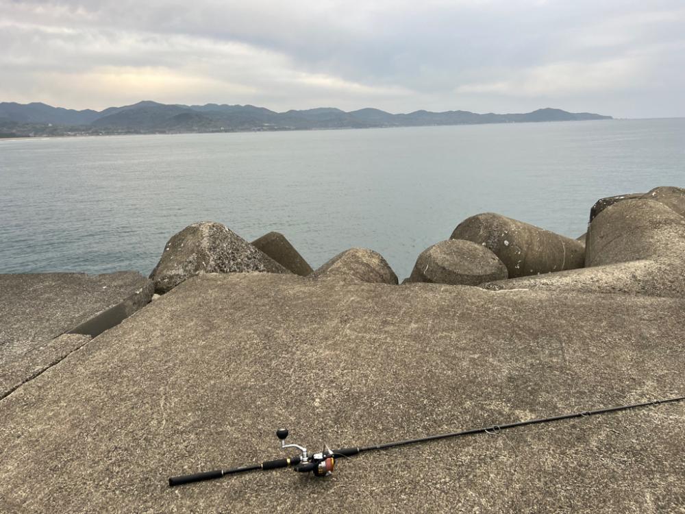 ポッパー丸呑み！連日のブリ！