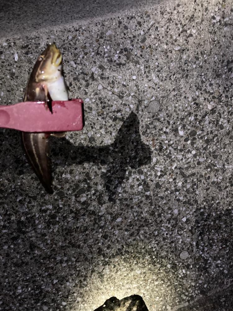 息子、デカカサゴ！