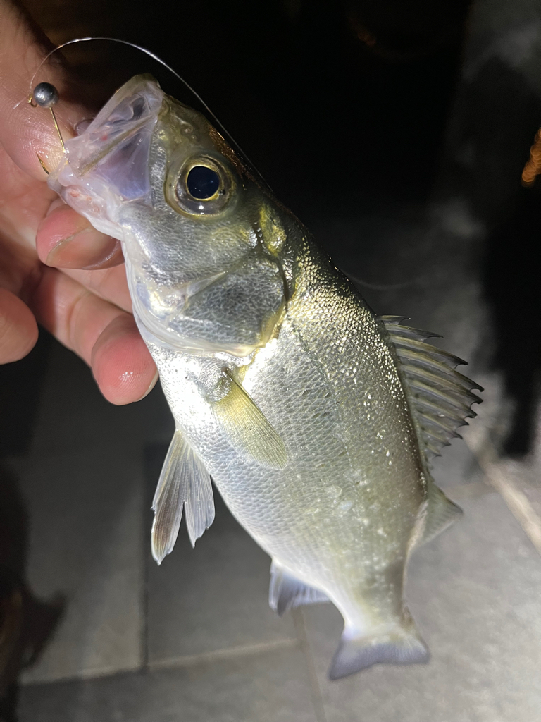 久々にマリーナシティへ