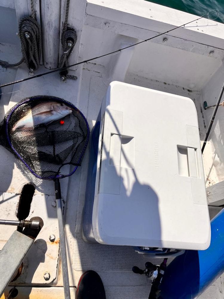 なんとか真鯛ゲット