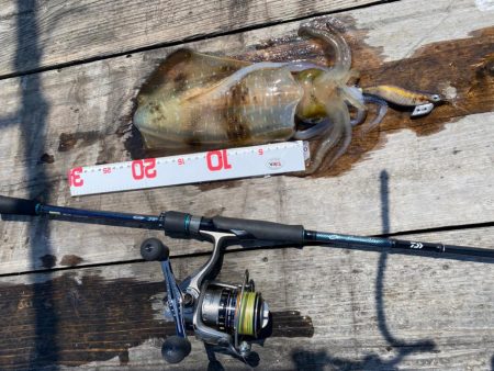 イカゲーム開幕！