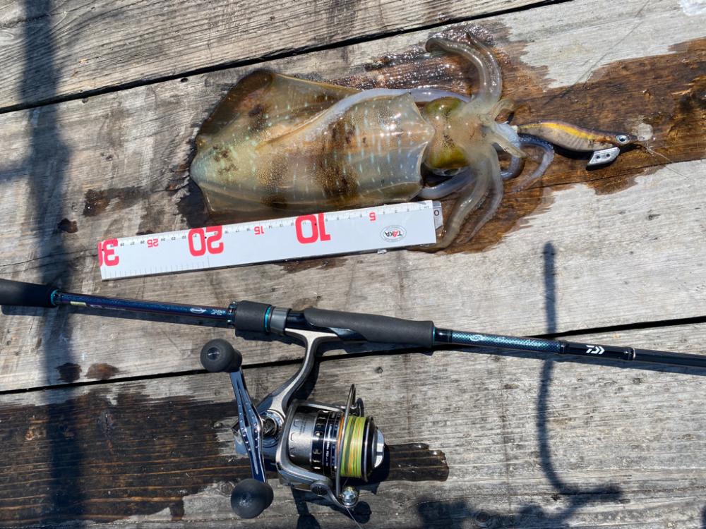 イカゲーム開幕!