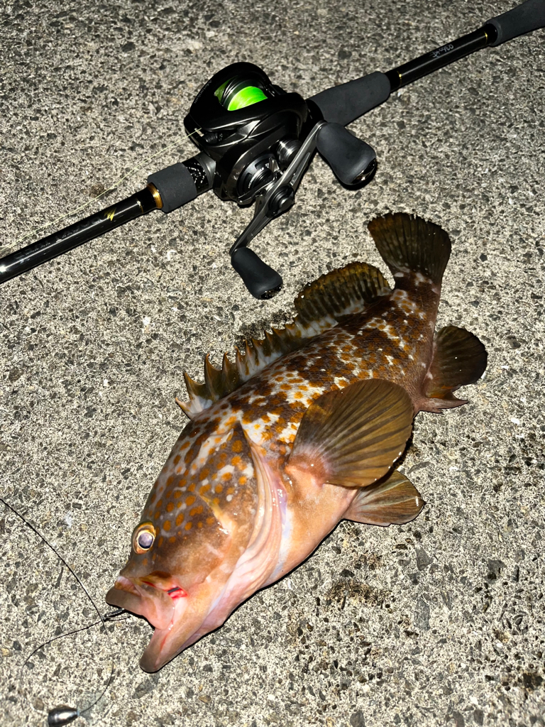 今シーズン初アコウ