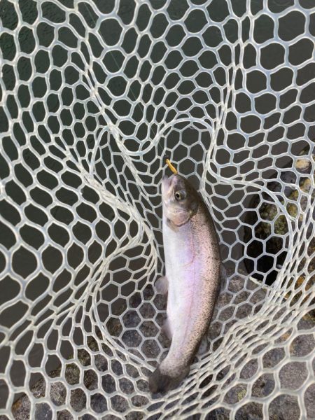 エリアトラウト