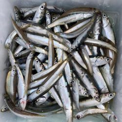 爆風でもできる釣り