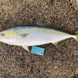 ちょいブリ足らず