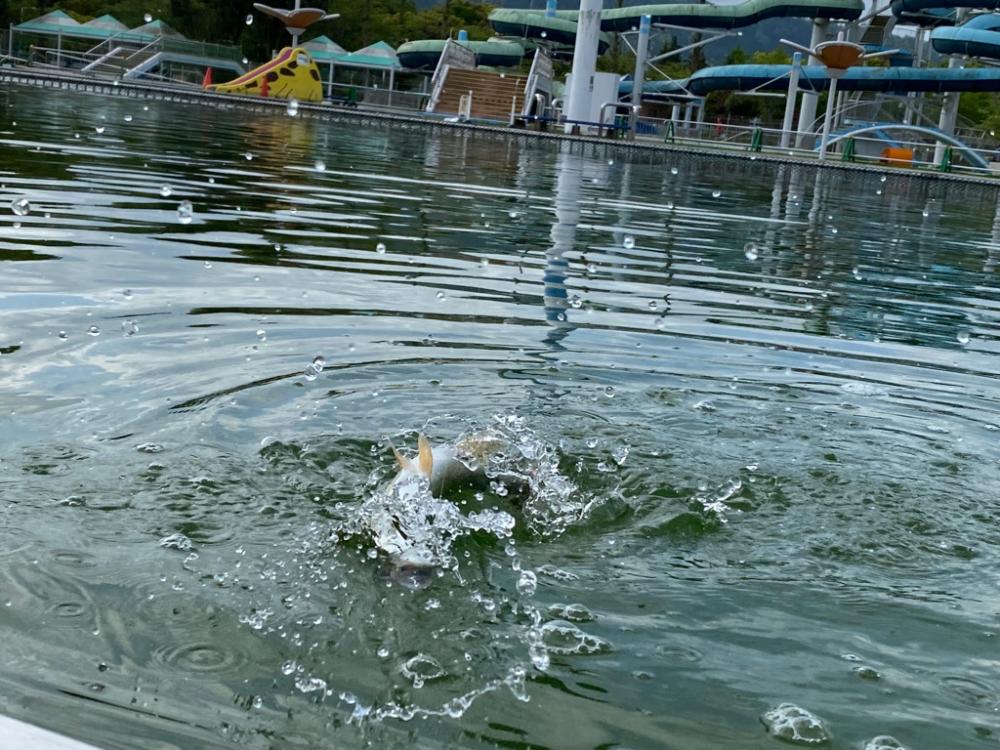 かめプー　エリアトラウト　管釣り