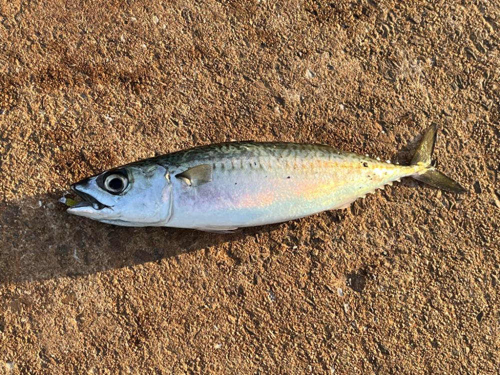 離島アジング爆釣!