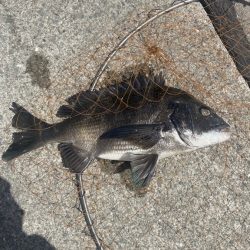 波止フカセで乗っ込みチヌ！！