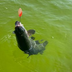 放流パターン爆破　かめプー