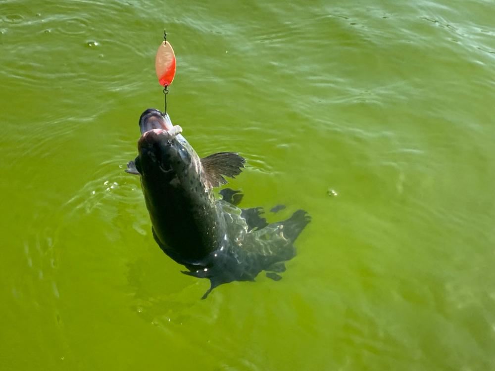 放流パターン爆破　かめプー