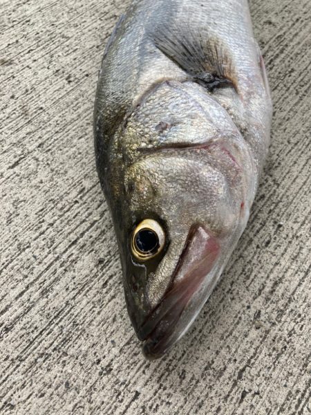 週末釣り、活性が戻ってきました