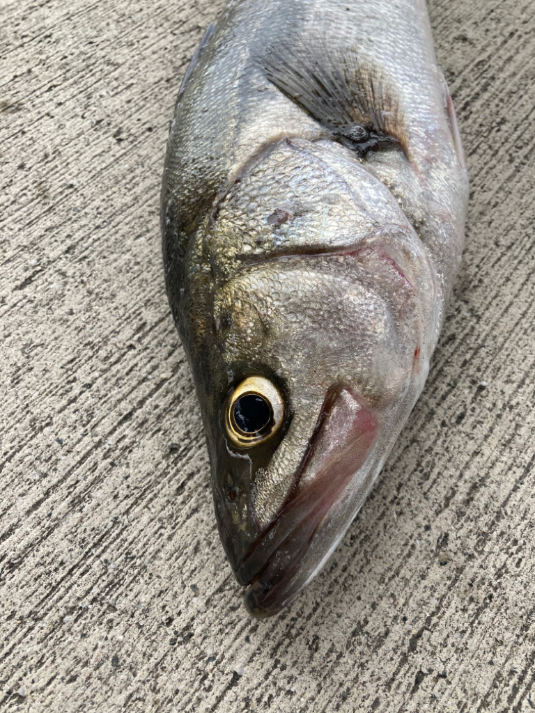 週末釣り、活性が戻ってきました