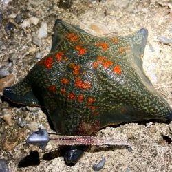 バチ抜け体感できずでしたにゃ。