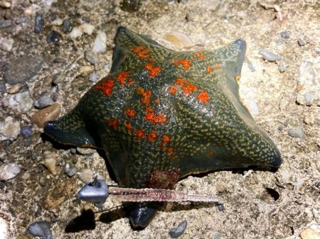 バチ抜け体感できずでしたにゃ。