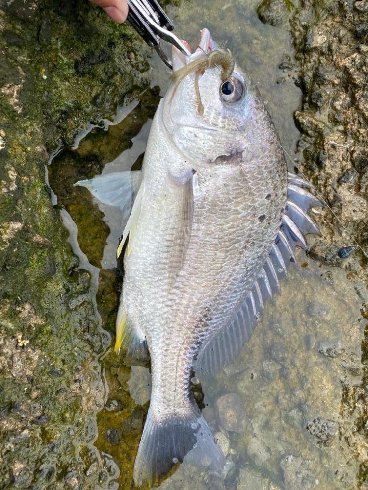 チニング 1時間で4匹