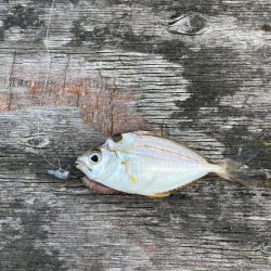 ファミリーフィッシング