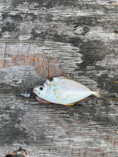 ファミリーフィッシング