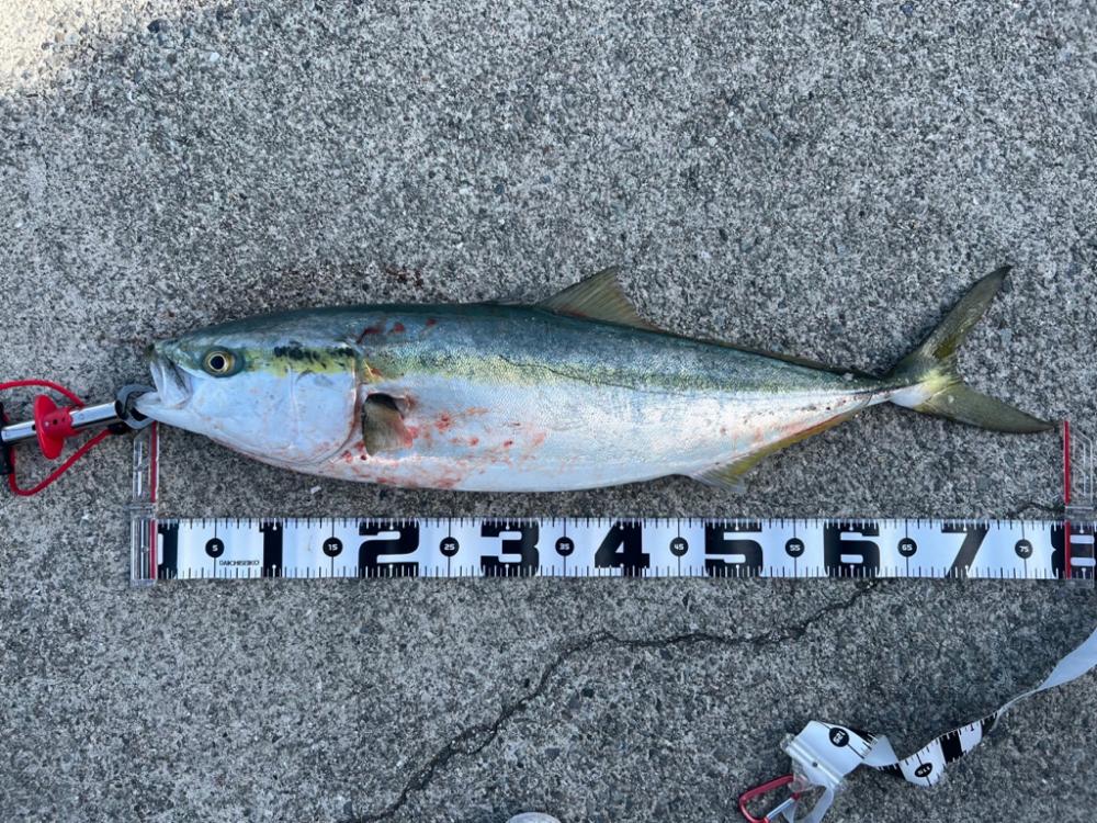 バースデーフィッシュ