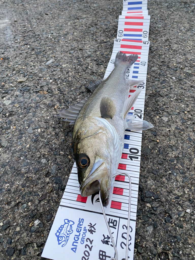 ハネ(セイゴ？)45センチ