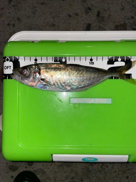 ナイトアジング