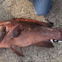 タンコブゲームでモンスターハント！