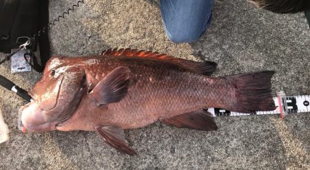 タンコブゲームでモンスターハント！