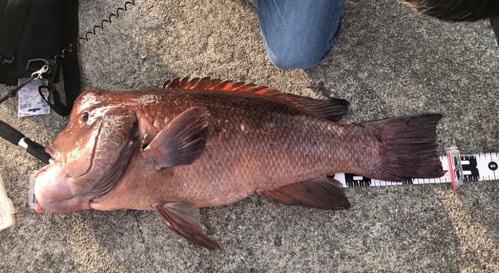 タンコブゲームでモンスターハント！