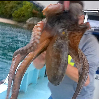 船タコしぶかった