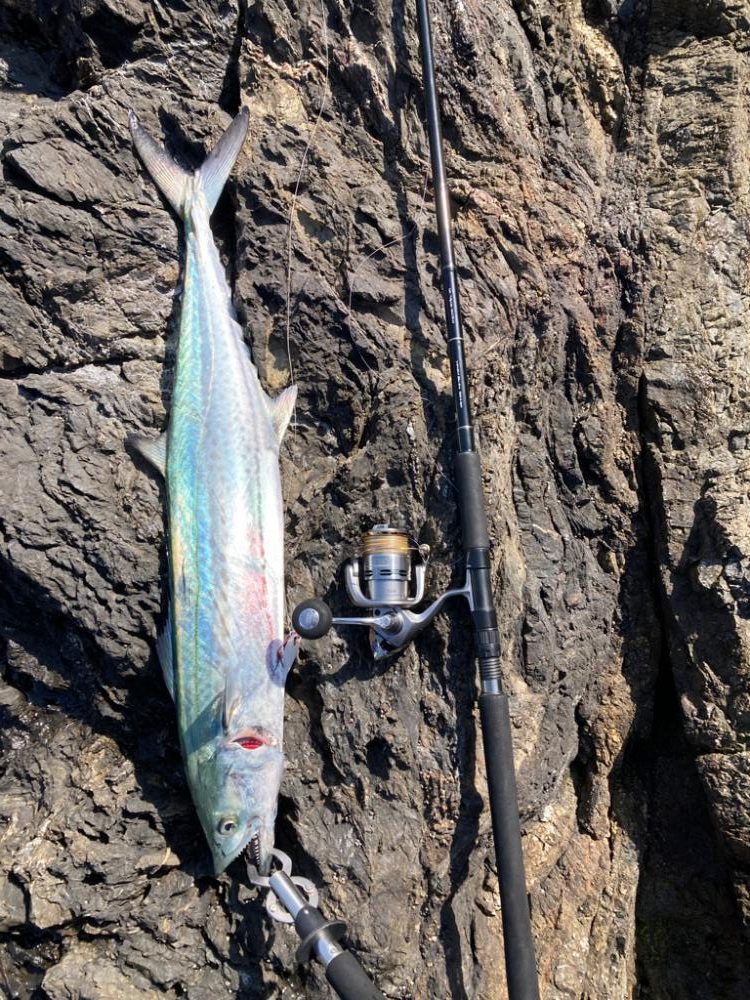 根に巻かれながらもなんとかかんとか