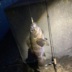 富山湾遠征　メバルを求めて