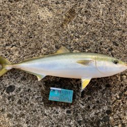 今シーズン1本目