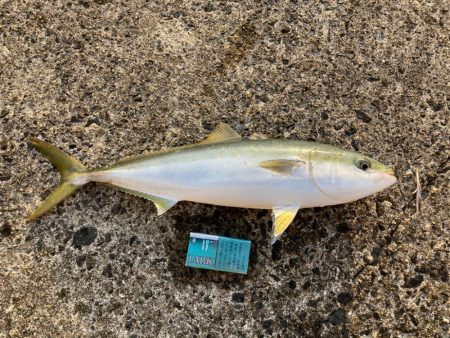 今シーズン1本目