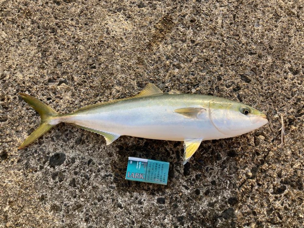 今シーズン1本目