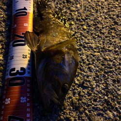 シーバスが釣りたい