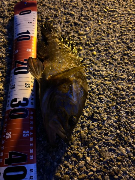 シーバスが釣りたい